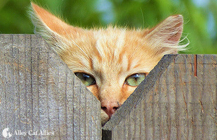 Cat behind a wooden fence