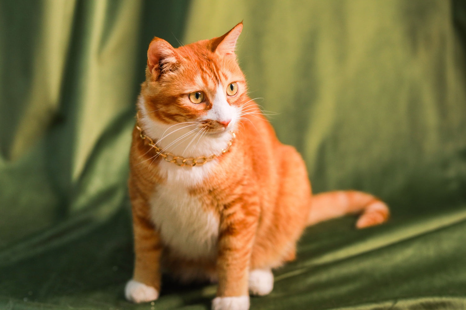 FurryTail’s Golden Boy, Nacho, was the muse behind the award-winning Automatic Litter Box Pro.